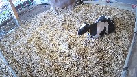 Detect_Cows_Pose_v2 project thumbnail