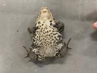 frog project thumbnail