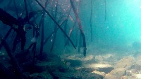fishDetection project thumbnail