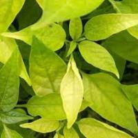 chilli project thumbnail