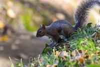 Animals project thumbnail