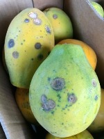 Papaya Anthracnose project thumbnail