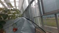strawberry project thumbnail