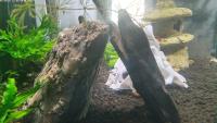 fishtv-tank project thumbnail