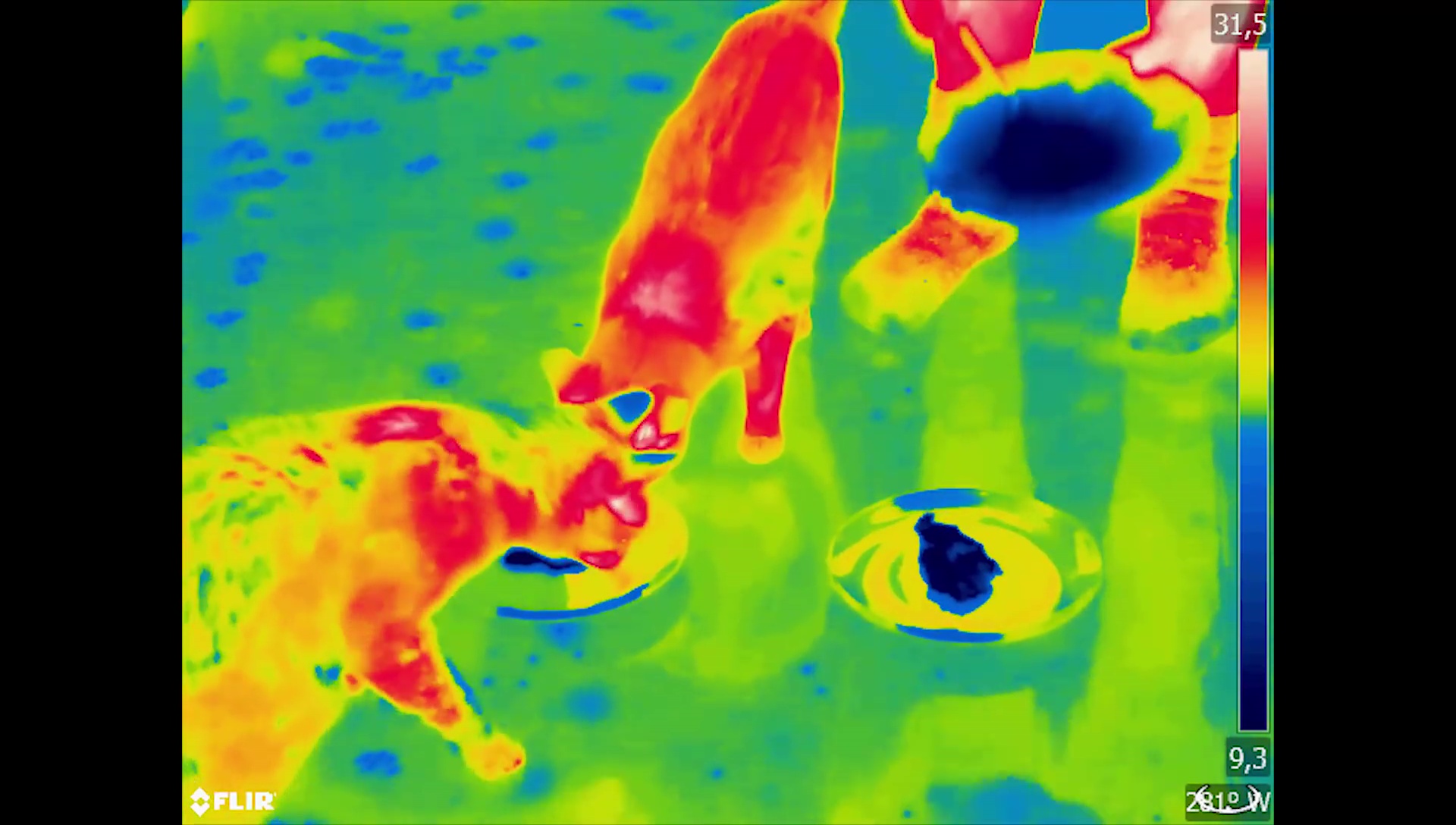 Thermal Object Detection Model by Adlul Islam