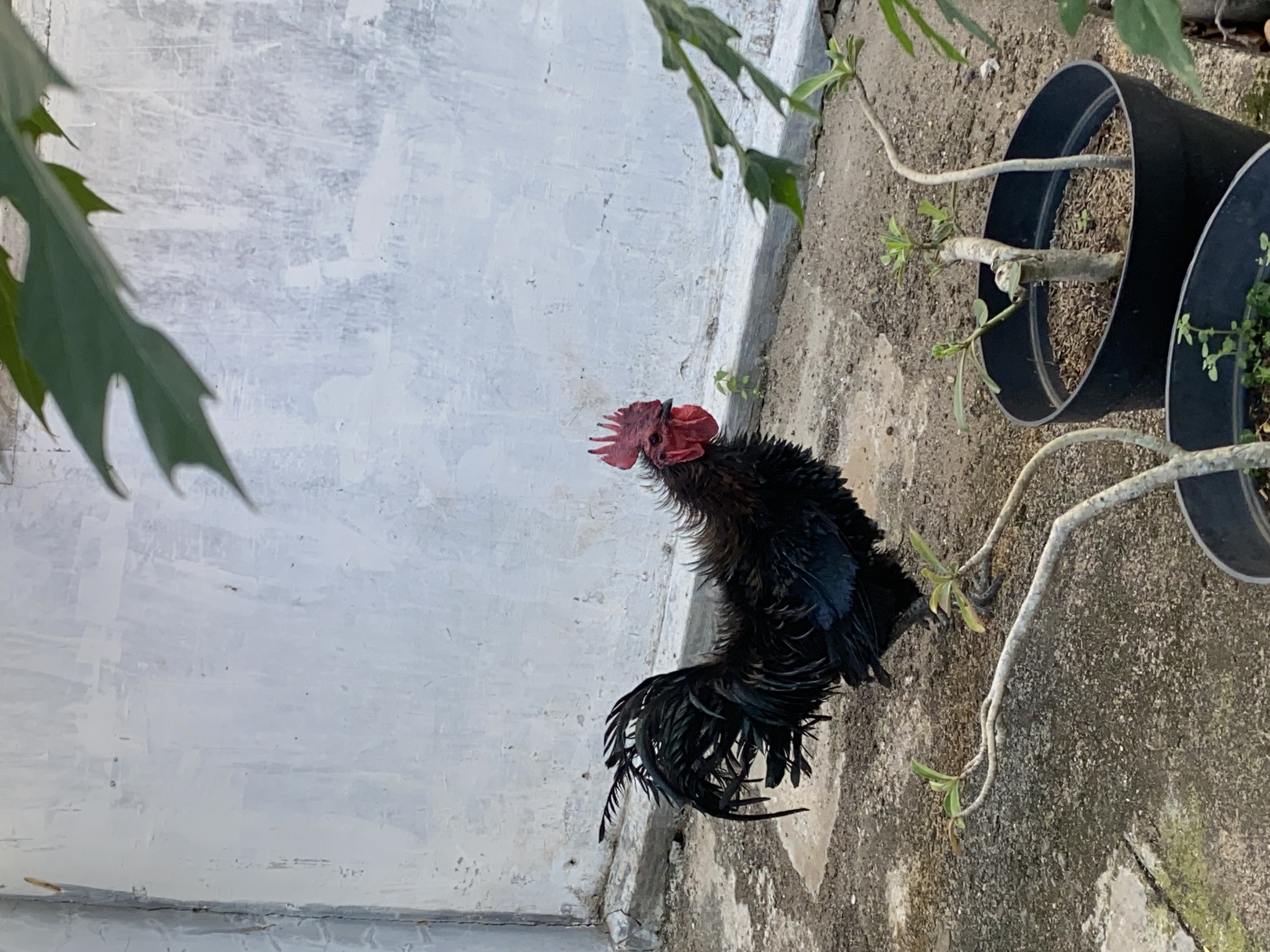 chicken model Object Detection Model by chicken classification