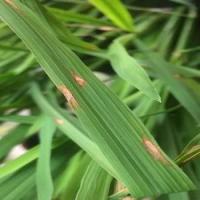 leaf disease project thumbnail