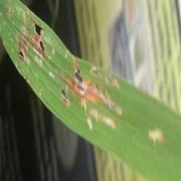 Rice Disease project thumbnail