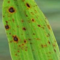 brown spot project thumbnail
