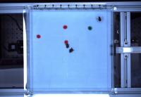 bombus project thumbnail