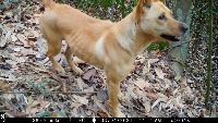 wild animals project thumbnail