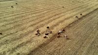 Cattle Detection Project Object Detection Dataset by Cattle Detection ...