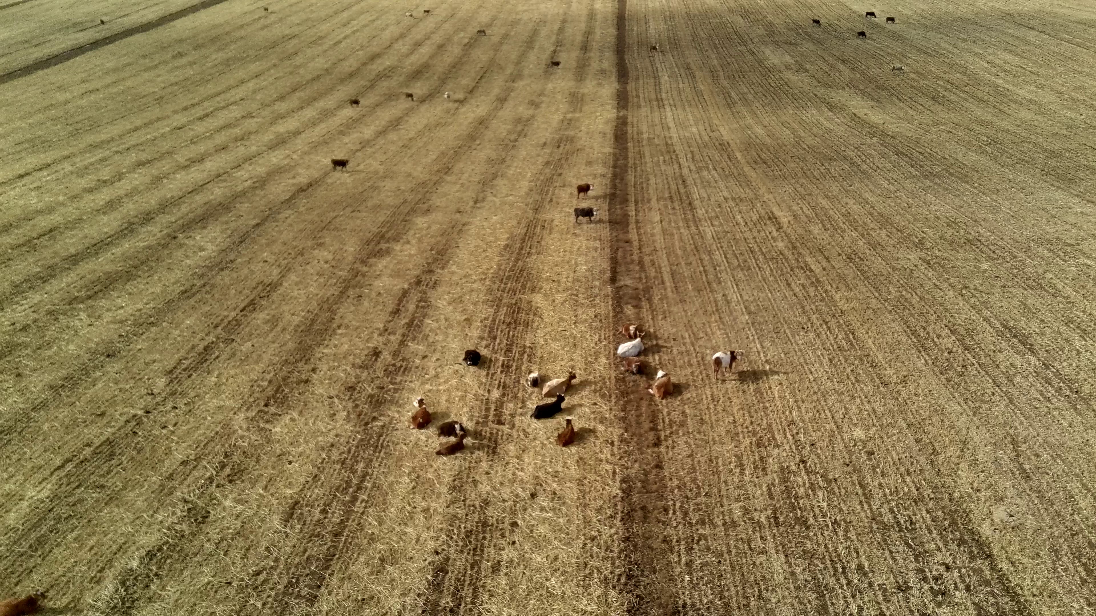 Cattle Detection Project Object Detection Dataset by Cattle Detection ...