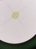 parasite project thumbnail