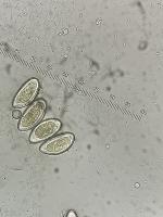 Pinworm project thumbnail