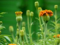 marigold project thumbnail