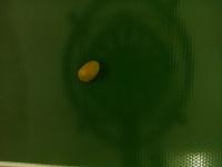 Find beans 2 project thumbnail