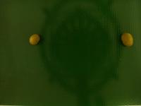 nn project thumbnail