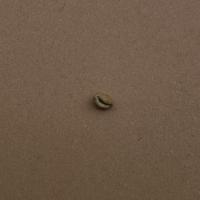 Coffee Bean project thumbnail