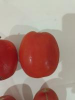 detector_de_tomates_yolo11 project thumbnail