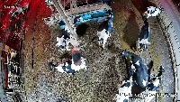 Cow Project 2 Image Annotation project thumbnail