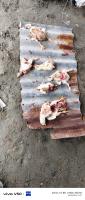 Poultry Mortality Detection project thumbnail