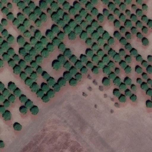 TreeSeg Instance Segmentation Model by ITULab