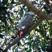 live bird(60-70) project thumbnail