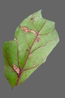 leaf project thumbnail