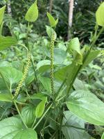 medicinal_plants_segmentation project thumbnail