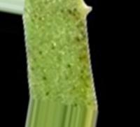 plants_lebel project thumbnail