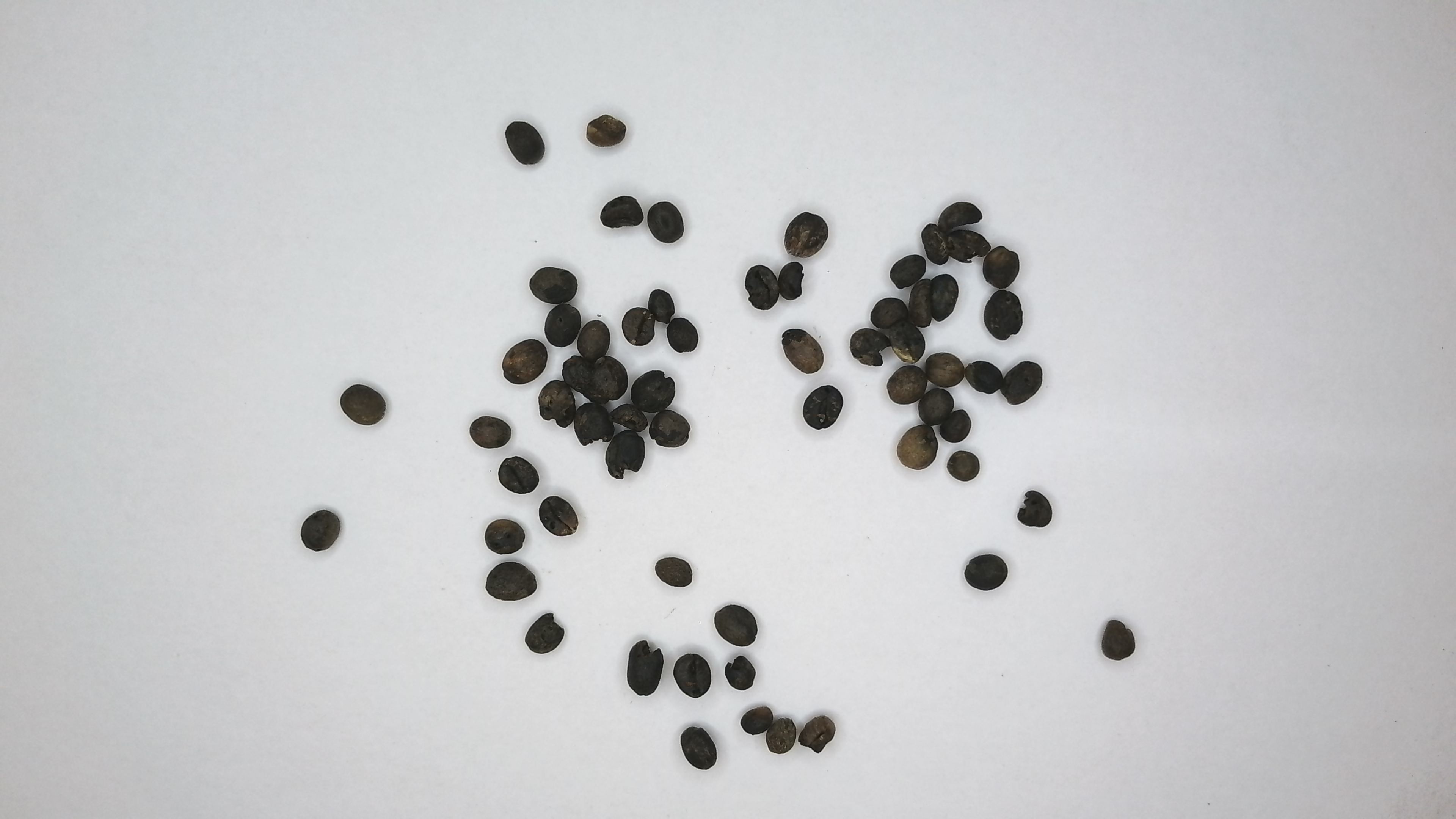 Coffee Bean detection Object Detection Model by Capstone Project