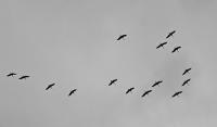 Flying animals detector project thumbnail