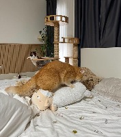 The Smart Automatic Pet Door project thumbnail
