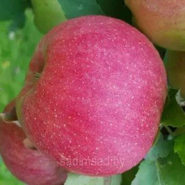 fruit Classification Dataset and PreTrained Model by Kevin Raihan