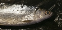 Deteksi Mata Ikan project thumbnail