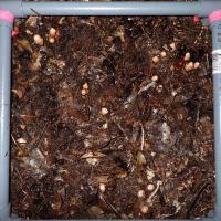 PhenologyDetection project thumbnail