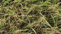 Rice project thumbnail