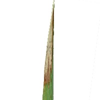 Rice  project thumbnail