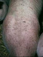 Pig Skin Disease Single Label v4 Classification Model by Final Dataset ...