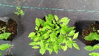 Chili Plant Health Condition project thumbnail