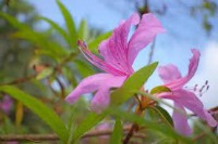 Rhododendron project thumbnail