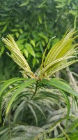 new plants 2 project thumbnail