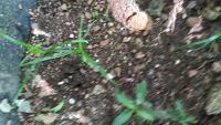 Weed and Chili Detection project thumbnail