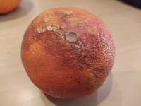 orange model project thumbnail