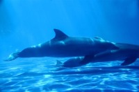 underwater project thumbnail