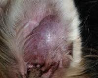 pet-diseases project thumbnail