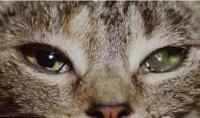 cat-diseases project thumbnail
