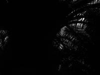 Dawas_Pohon project thumbnail