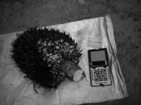 segmentasi_tandan_dibawah(2) project thumbnail